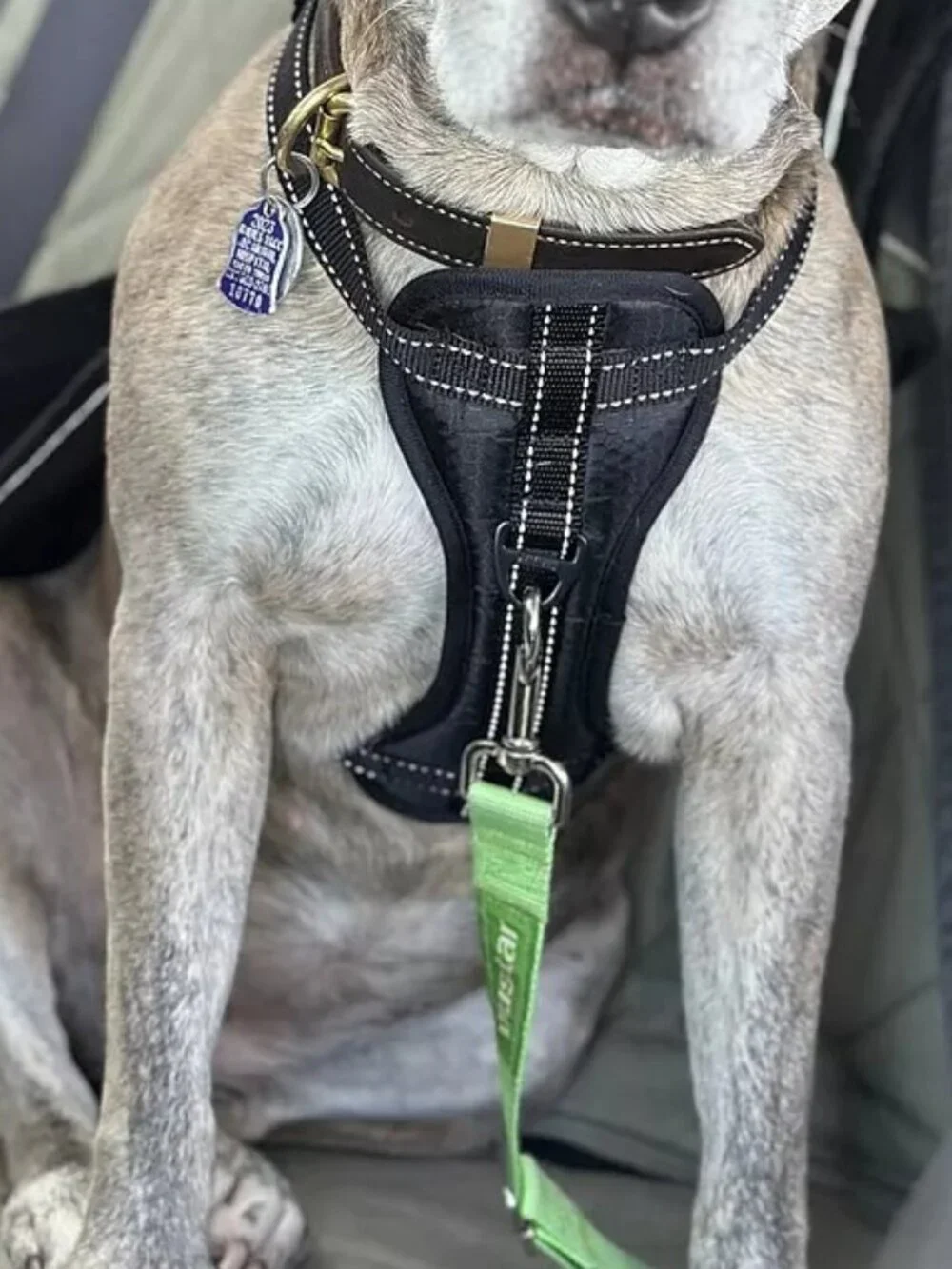 Mighty Paw Adjustable Safety Dog Car Harness - 2 Leash Attachment - Front / back